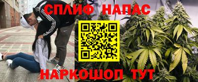 прущие грибы Кандалакша